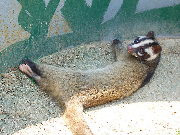 茨城県牛久市 害虫駆除 シロアリ ネズミ ゴキブリ等 消毒 食中毒 鳥インフルエンザ のことならヒュリカへ ハクビシン